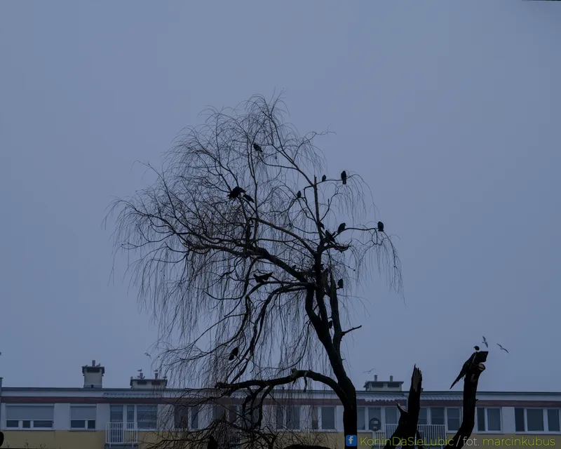 Konin da się lubić - fotografia miasta